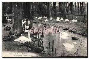 Carte Postale Ancienne Lyon Au Parc Le Refuge des Cygnes swan