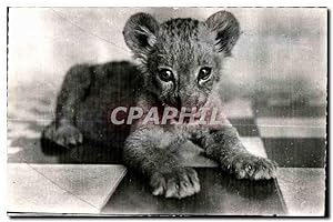 Carte Postale Ancienne Faue Africaine Le Petit Lion (Cl Couchetier)