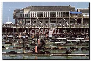Bild des Verkufers fr Carte Postale Ancienne California Sea Lions Pier zum Verkauf von CPAPHIL