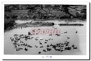 Bild des Verkufers fr Carte Postale Ancienne Ducklin Canards Ducks zum Verkauf von CPAPHIL