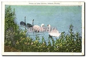 Carte Postale Ancienne Swans on Lake Lucerne Orlando Florida Cygne