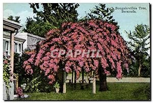 Carte Postale Ancienne Bougain villea Tree Bermuda Bermudes
