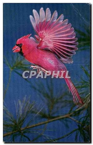 Carte Postale Ancienne Oiseau Cardinal
