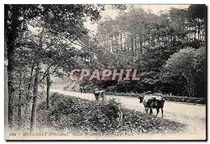 Carte Postale Ancienne Route de Huelgoat a Carhaix Vaches