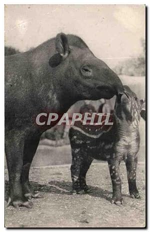 Image du vendeur pour Carte Postale Ancienne Parc Zoologique Du Bois De Vincennes Paris Un Tapir d Amerique et son petit Zoo mis en vente par CPAPHIL