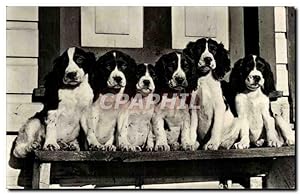 Bild des Verkufers fr Carte Postale Semi Moderne Chiens Dogs zum Verkauf von CPAPHIL