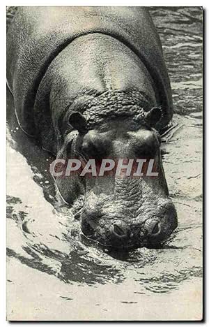 Imagen del vendedor de Carte Postale Ancienne L un des Hippopotames Vincenne Zoo a la venta por CPAPHIL