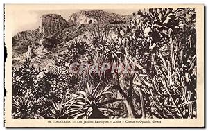 Carte Postale Ancienne Monaco Les Jardins Exotiques Aloes Cereus et opuntia divers