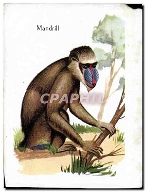 Image du vendeur pour Image Mandrill Singe Monkey mis en vente par CPAPHIL