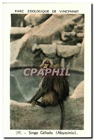 Image du vendeur pour Image Parc zoologique de vincennes single gelada abyssinie Monkey mis en vente par CPAPHIL