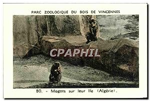 Image du vendeur pour Image Parc zoologique du bois de vincennes magots sur leur le algerie Monkey singe mis en vente par CPAPHIL