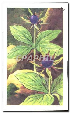Seller image for Image Entremets francorusse Fleur for sale by CPAPHIL