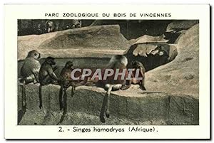 Bild des Verkufers fr Image Parc zoologique du bois de vincennes singes hamadryas afrique Monkeys zum Verkauf von CPAPHIL