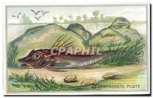 Seller image for Image Le Dentronote Pilote Poisson Fish for sale by CPAPHIL