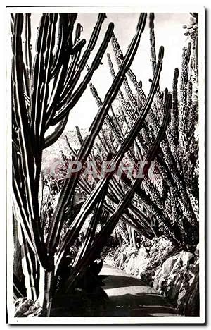 Image du vendeur pour Carte Postale Ancienne Monaco Les Jardins exotiques Cereus validus Cereus montruosus Pilocereus cometes Cactus Cacte mis en vente par CPAPHIL