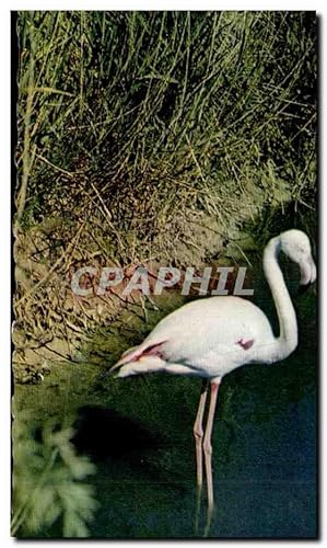 Seller image for Carte Postale Semi Moderne La Camargue Flamant rose oiseau for sale by CPAPHIL