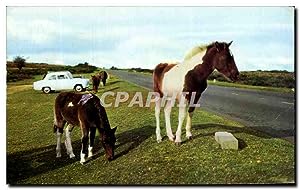 Carte Postale Ancienne Dartmoor Ponies Poney cheval