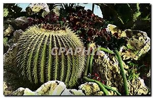 Image du vendeur pour Carte Postale Ancienne Jardin Exotique de Monaco Cereus serpentinus et Opuntia robusta cactus mis en vente par CPAPHIL