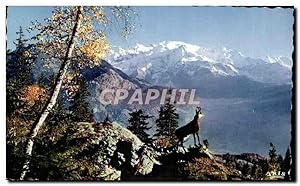 Carte Postale Moderne Le Chamois Des Alpes