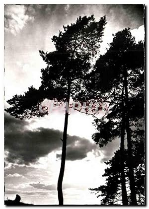 Carte Postale Semi Moderne Le Touquet Coucher de soleil sur les Pins