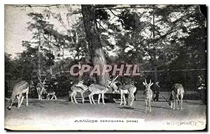 Carte Postale Ancienne Antilope Cervicapra Inde Publicite Creme Franco Russe Drouet