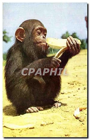 Carte Postale Moderne Singe Photo Altlas Photo Comite National De L'Enfance