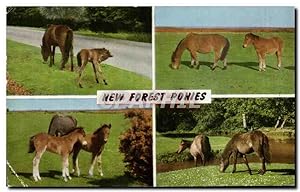 Carte Postale Ancienne New Forest Ponies poney