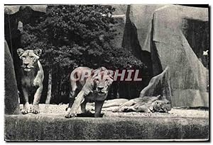 Immagine del venditore per Carte Postale Ancienne Paris Zoologique Du Bois De Vincennes Paris Lion et lionnes sur leur plateau venduto da CPAPHIL