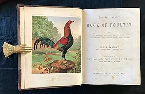 The Illustrated Book of Poultry. With practical schedules for judging, constructed from actual an...