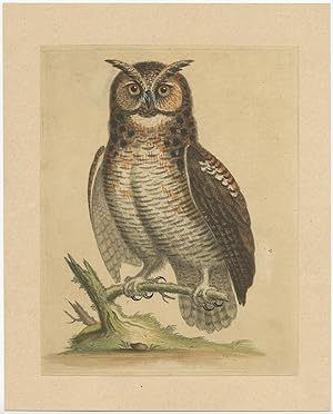 Antique Print of an Owl by Anonymous (c.1820)