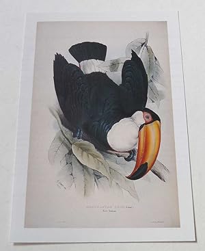 Seller image for Ramphastos Tocq; Toco/Common Toucan (Birds of America) for sale by Maynard & Bradley