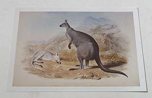 Seller image for Petrogale Robustus, Rock Wallaby (Birds of Australia) for sale by Maynard & Bradley