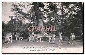 Imagen del vendedor de Carte Postale Ancienne Paris Les Antilopes de I'Inde Jardin d'acclimatation Zoo a la venta por CPAPHIL