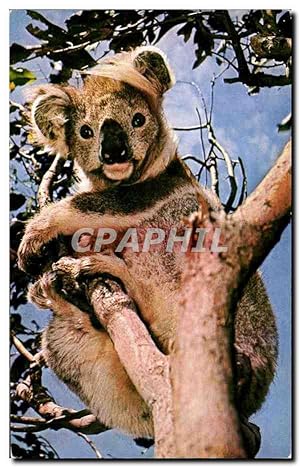 Carte Postale Moderne Koala Rapho