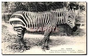 Image du vendeur pour Carte Postale Ancienne Paris Museum d'Histoire Naturelle Zebre Afrique Australe mis en vente par CPAPHIL