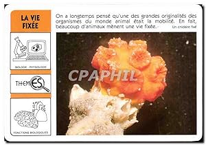 Bild des Verkufers fr Carte Postale Ancienne Le Vie Fixee WWF zum Verkauf von CPAPHIL