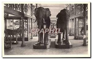 Carte Postale Ancienne Bruxelles Musee Royal d'histoire naturelle Galeries nationales Elephants Z...