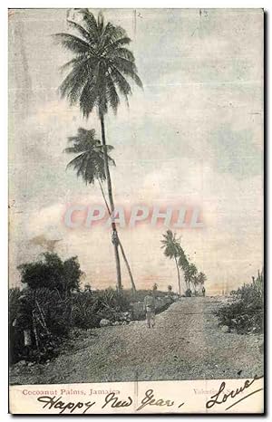 Carte Postale Ancienne Cocoanut Palms Jamaica