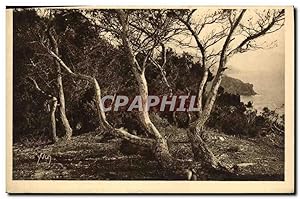Imagen del vendedor de Carte Postale Ancienne les d'Hyeres Porquerolles Les Pins d'Alep a la venta por CPAPHIL