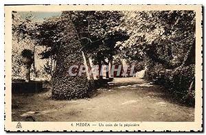 Seller image for Carte Postale Ancienne Medea Un coin de la Pepiniere for sale by CPAPHIL