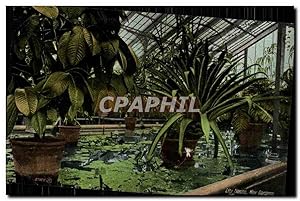 Bild des Verkufers fr Carte Postale Ancienne Lily gardens Kew gardens zum Verkauf von CPAPHIL