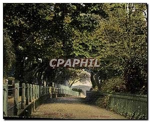 Carte Postale Ancienne Shanklin Isle of Wight Chine Avenue