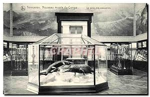 Carte Postale Ancienne Tervueren Nouveau Musee du Congo La salle des crocodîles