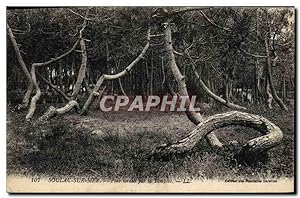 Seller image for Carte Postale Ancienne Soulac sur mer Pins tordus par la tempte for sale by CPAPHIL