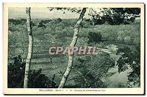 Carte Postale Ancienne Mallorca Campo de Almendros en flor