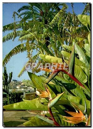 Bild des Verkufers fr Carte Postale Moderne La Cote d'Azur miracle de la nature Jardin exotique zum Verkauf von CPAPHIL