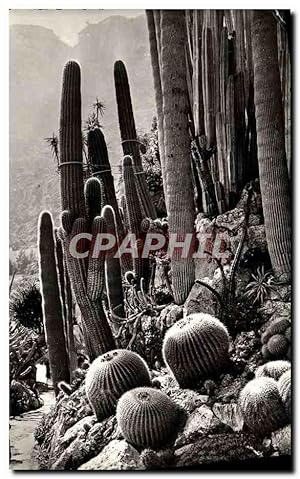 Image du vendeur pour Carte Postale Moderne La Cote D'Azur Les Jardins Exotiques Cactus mis en vente par CPAPHIL