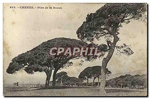 Carte Postale Ancienne Cannes Pins de la Bocca