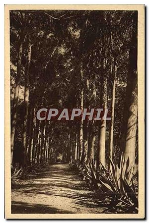 Image du vendeur pour Carte Postale Ancienne lle Ste Marguerite Alle d'eucalyptus mis en vente par CPAPHIL