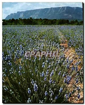 Bild des Verkufers fr Carte Postale Moderne La Provence Et Ses Champs De Lavande zum Verkauf von CPAPHIL